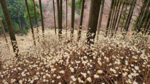 屋敷山ミツマタ2021