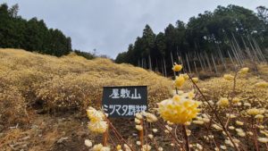 屋敷山ミツマタ2021(1)