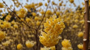 屋敷山ミツマタ2021(2)