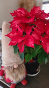 クリスマス2025(1)